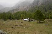 Gelido,ma bellissimo week-end al Bivacco Occhi in Val Grande da Vezza d'Oglio ad avvistare tanti cervi il 18 ottobre 2009 - FOTOGALLERY